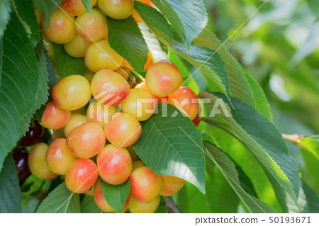 Branches with ripe appetizing cherries 50193671