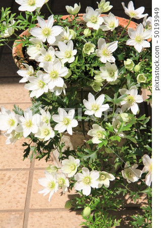 Clematis 50193949