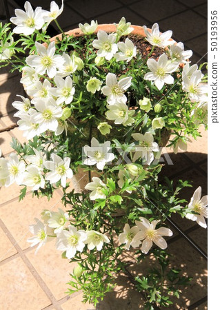 Clematis 50193956