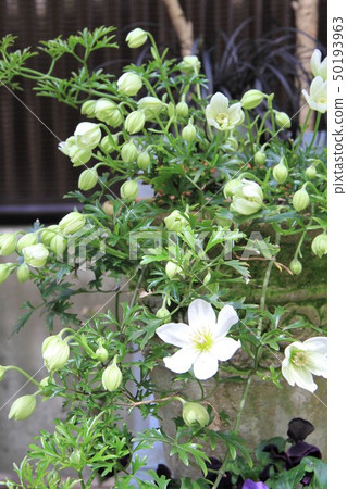Clematis 50193963