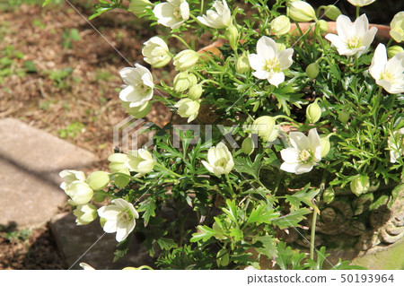 Clematis 50193964