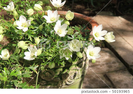 Clematis 50193965