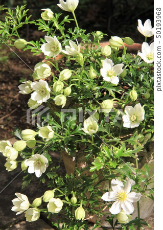 Clematis 50193968