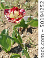 Tulip 50194252