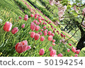 Flowers 50194254