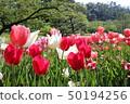 Tulip 50194256