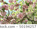 Cherry Blossoms	 50194257