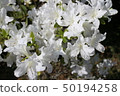  White flower 50194258