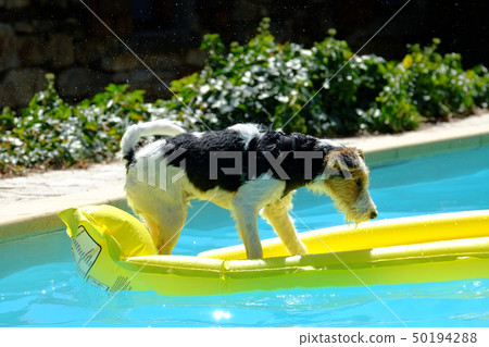 Dog floating on a mattress in a swimming pool 50194288