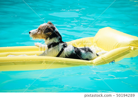 Dog floating on a mattress in a swimming pool Dog floating on a mattress in a swimming pool 50194289