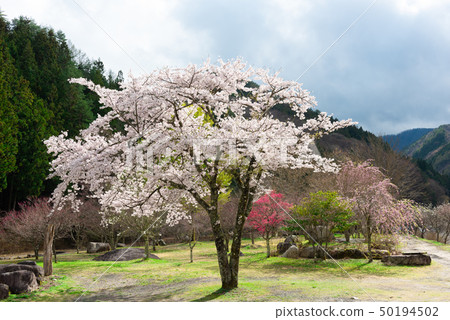 Cute pink cherry blossom and pink flower peach Cute pink cherry blossom and pink flower peach 50194502