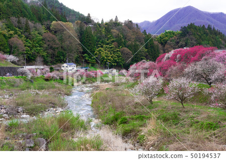 日本的美麗原始風景和花桃 日本的美麗原始風景和花桃 50194537