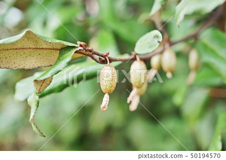 仍然年輕生魚片Logmi果子 仍然年輕生魚片Logmi果子 50194570