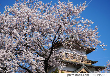 高島公園的櫻花 高島公園的櫻花 50195368