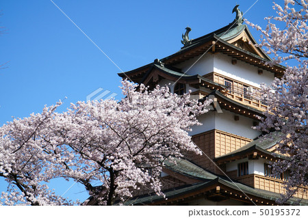 高島公園的櫻花 高島公園的櫻花 50195372