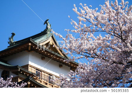 高島公園的櫻花 50195385
