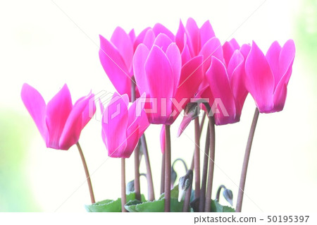 仙客來粉紅色的花 仙客來粉紅色的花 50195397