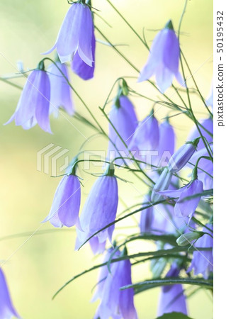 Iwashajin blue flower nature background 50195432