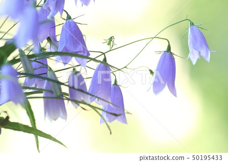 Iwashajin blue flower nature background Iwashajin blue flower nature background 50195433