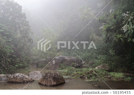 Nature scene of a fog in a forest 50195455