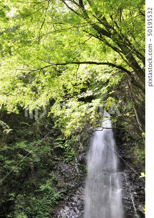 Falls of the summer sweet rainforest 50195532