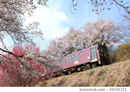 Watarase Valley Shindo "Look up at the cherry blossoms and train" 50195721