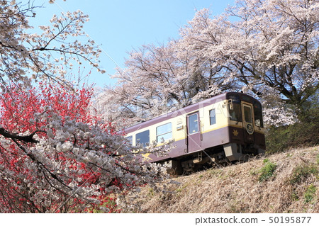 Watarase Valley Shindo "Sakura and Hanamochi blooming scenery" on the blue sky background 50195877