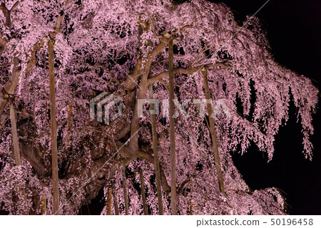 Yozakura Miharu Taki Sakura 50196458