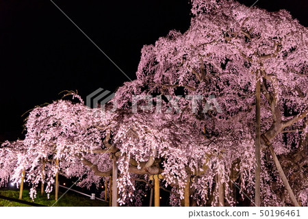 Yozakura Miharu Taki Sakura 50196461
