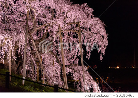 Yozakura Miharu Taki Sakura Yozakura Miharu Taki Sakura 50196463