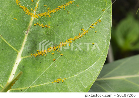 Aphid insects on a tender leaf near Pune 50197206