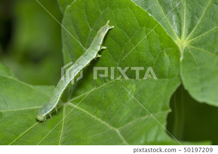 Cabbage looper caterpillar close up near Pune Cabbage looper caterpillar close up near Pune 50197209