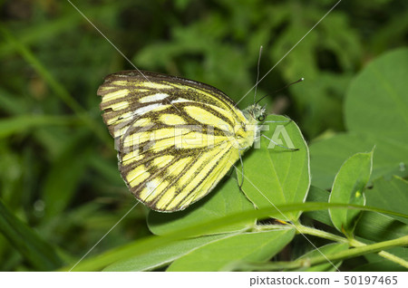 Common Gull Butterfly near Pune, Maharashtra India 50197465