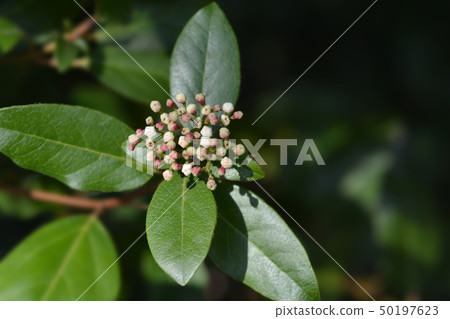 Laurustinus 50197623