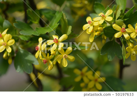 Golden currant 50197633