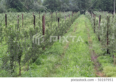 Fruits Trees in Row Fruits Trees in Row 50197951