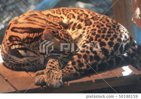 Ocelotto拍照時小睡，合作：橫濱動物園Zourasia 50198159