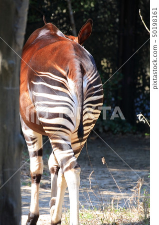 Okapi's ass Shooting permission / Cooperation: yokohama zoo Zourasia 50198161