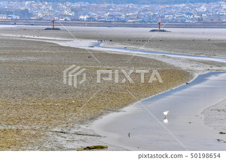 在Sone灘上嬉戲的野鳥[福岡縣] 50198654