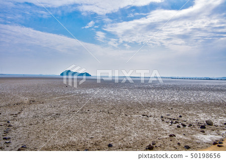 Wild birds playing on the Sone mudflat [Fukuoka Prefecture] 50198656