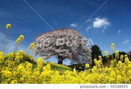Takeo City Takeuchi-cho Baba盛開的櫻花盛開 50198955