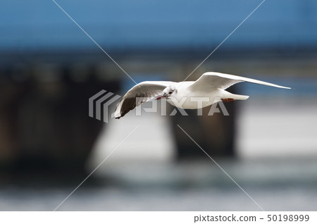 Black-headed gull flying to the river surface 50198999
