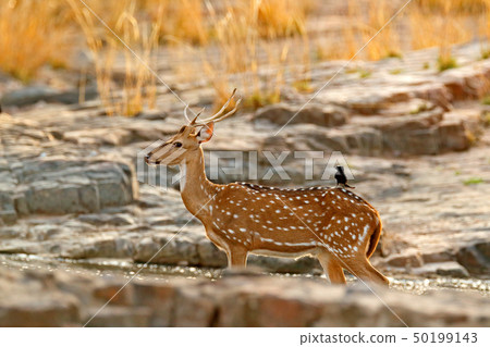 Axis axis, spotted deer or axis deer 50199143