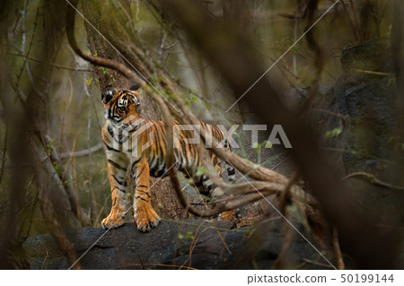 Yiung Indian tiger, wild animal in the nature 50199144
