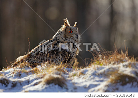 Cold winter with rare bird. Big bird in snow 50199148