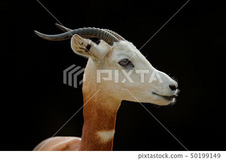 Dama gazelle, addra gazelle, or mhorr gazelle Dama gazelle, addra gazelle, or mhorr gazelle 50199149