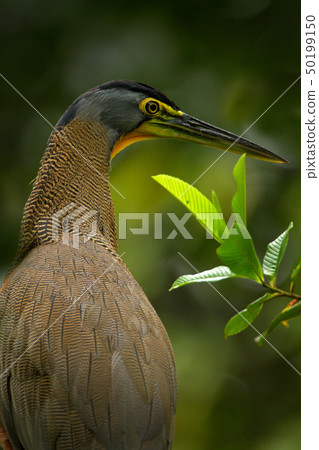 Detail portrait of Bare-throated Tiger-Heron 50199150