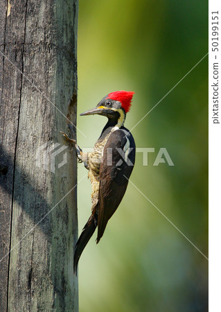 Woodpecker from Costa Rica, Lineated woodpecker 50199151