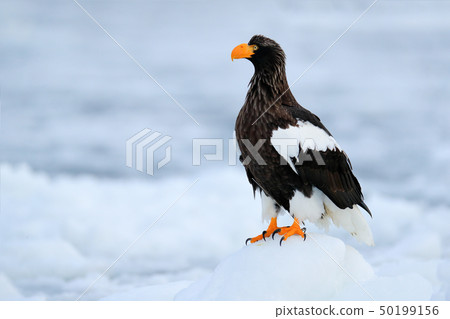 Steller's sea eagle, Haliaeetus pelagicus 50199156