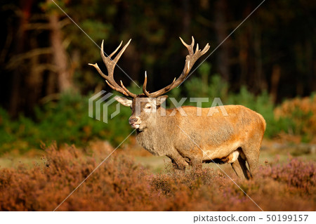 Red deer, rutting season in Hoge Veluwe 50199157